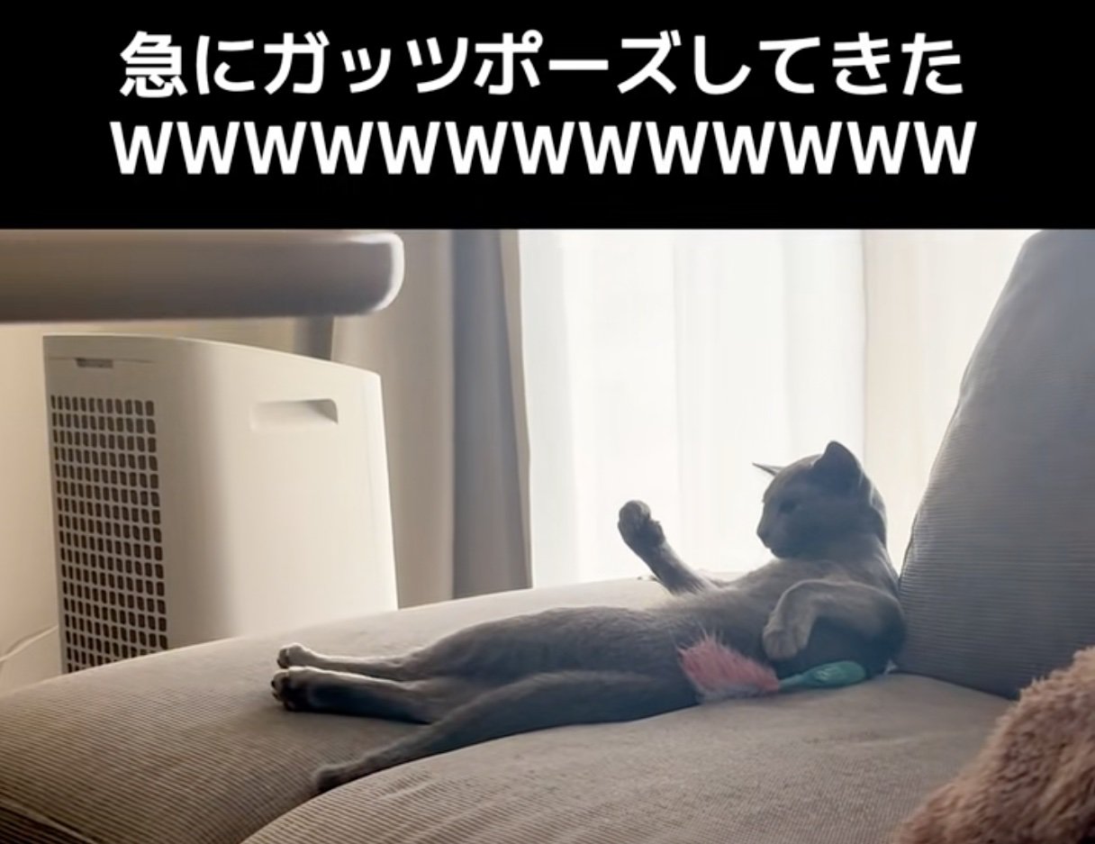 ガッツポーズする猫2