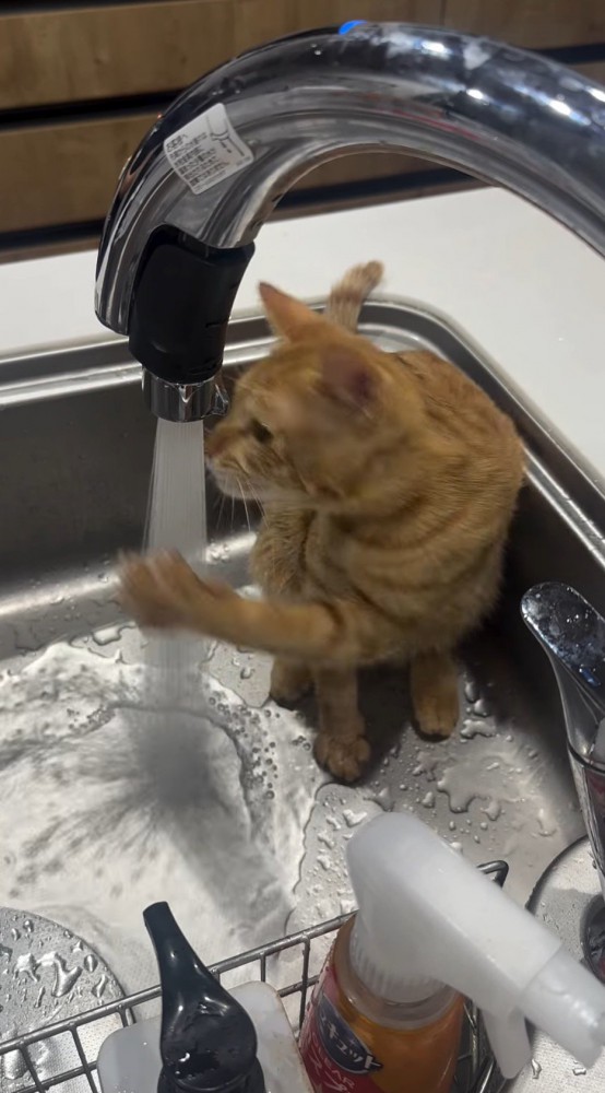 蛇口から流れる水に手を入れる猫