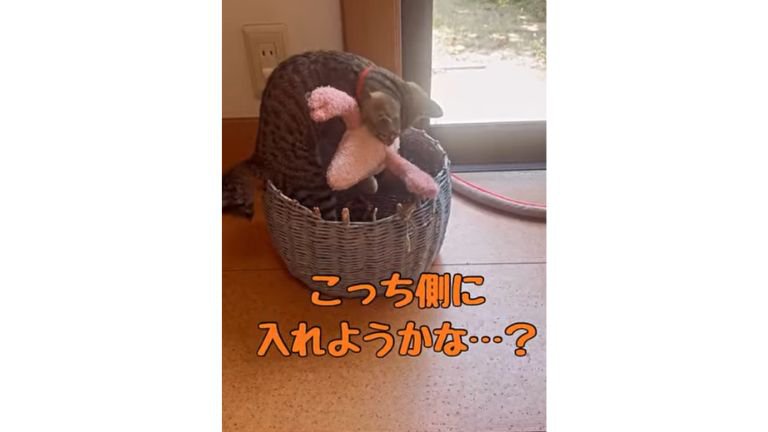 箱に入る猫