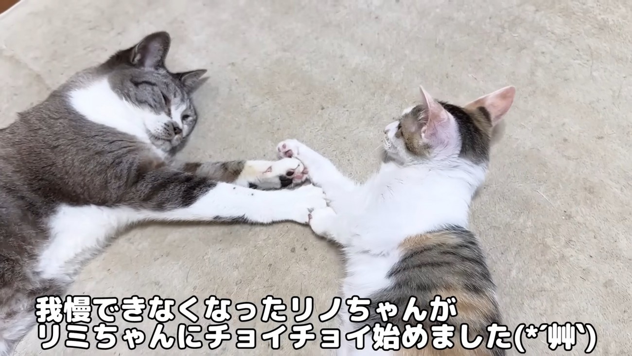 前足でじゃれ合う2匹の子猫