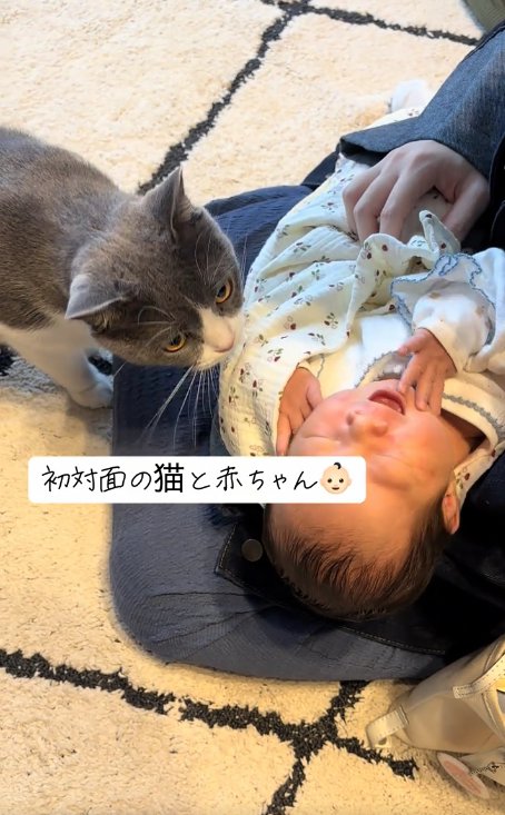 飼い主の膝の上にいる赤ちゃんの匂いを嗅ぐ猫