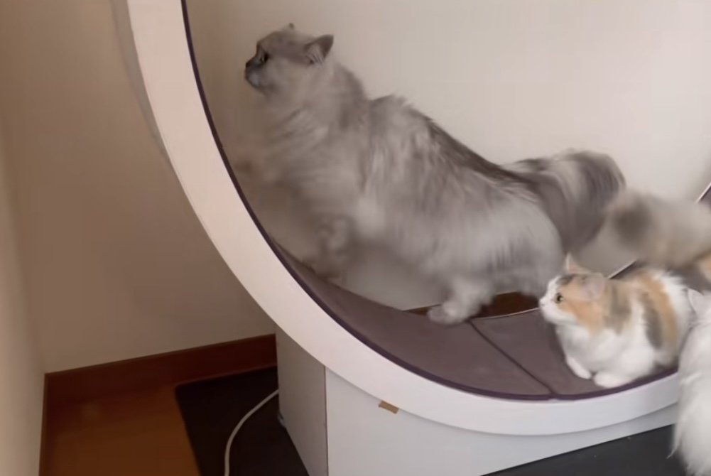 2匹の猫がキャットホイールで遊ぶ写真2