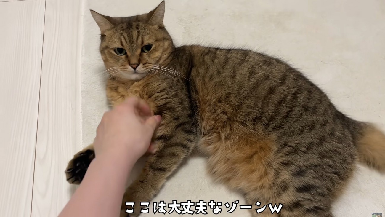 胸元を触られるミヌエット