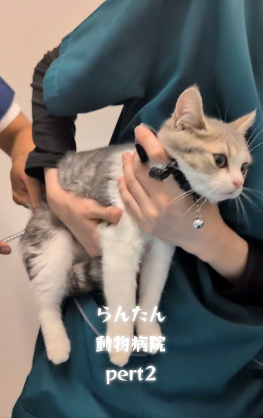 注射を受けている猫