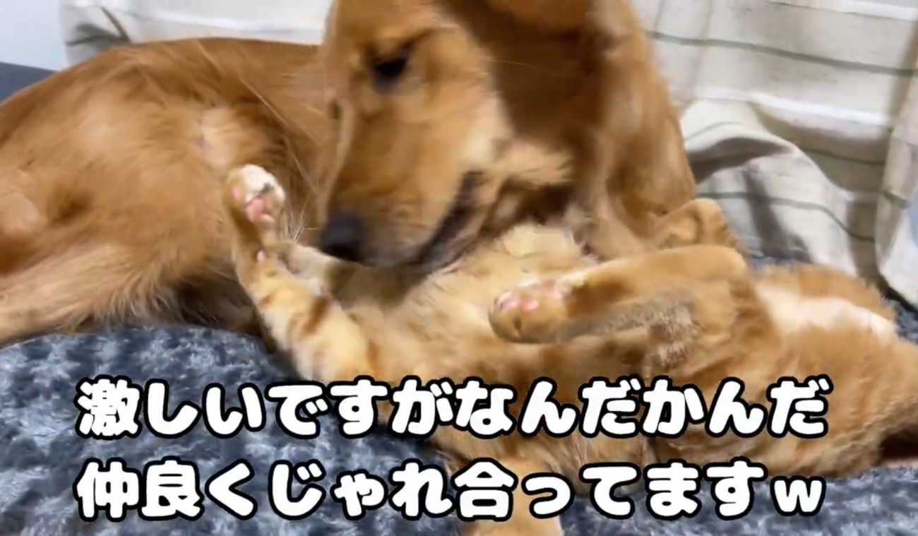 喧嘩