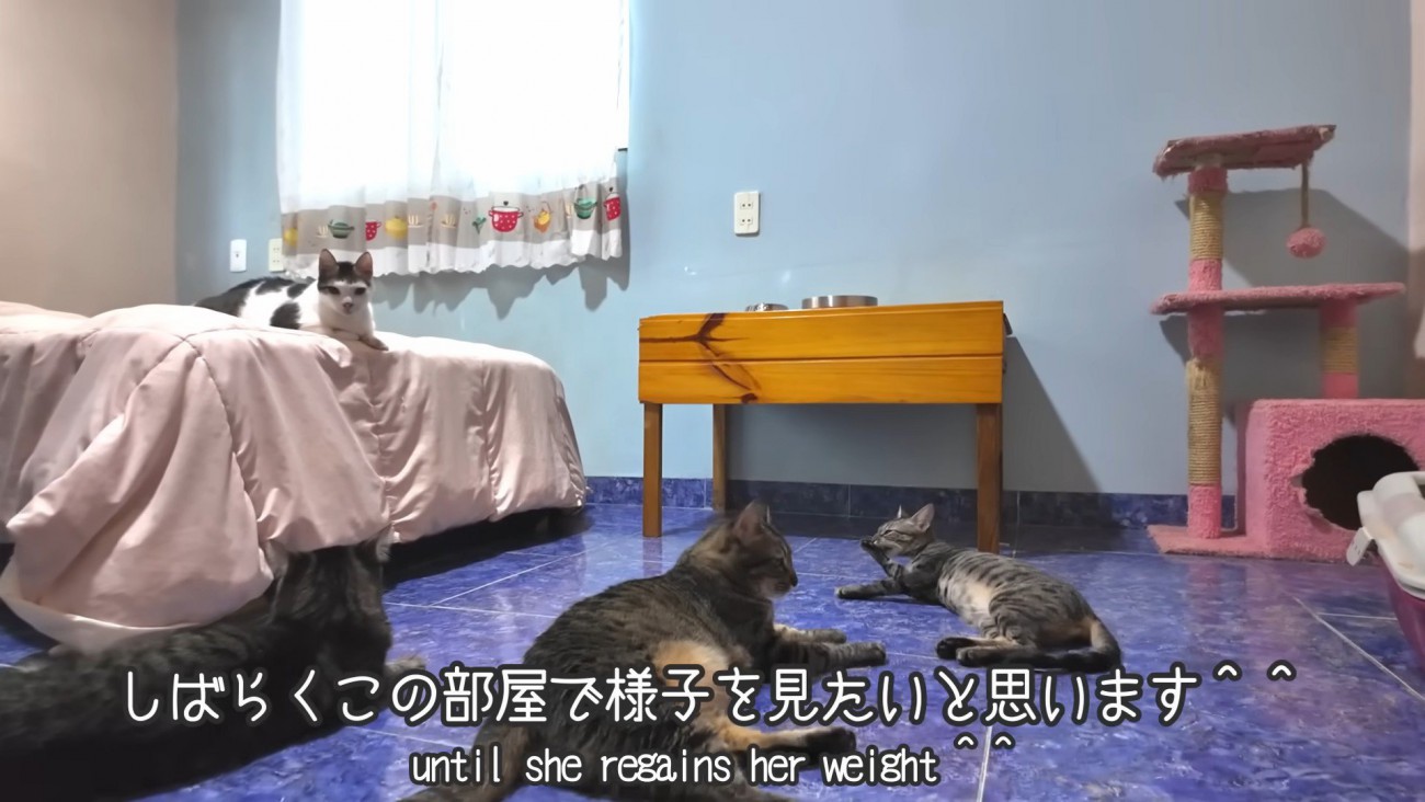 くつろぐ4匹の猫