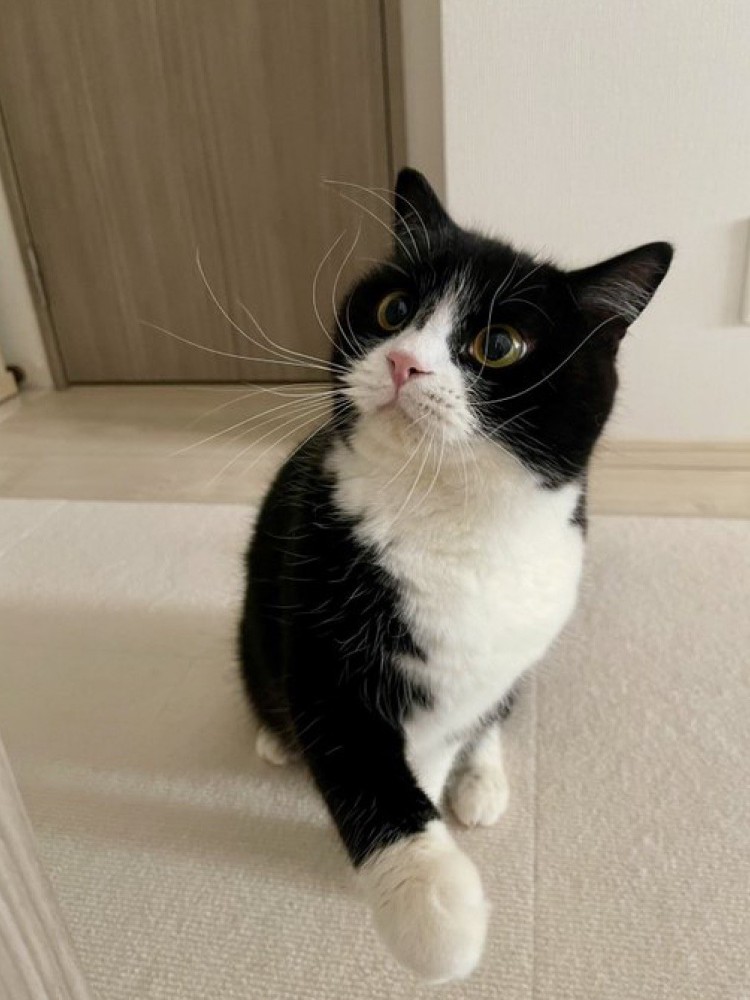 白い柄の入った前足でパンチする猫