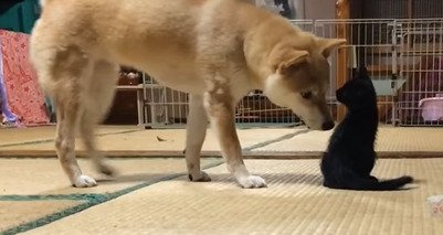 子猫に近づく犬