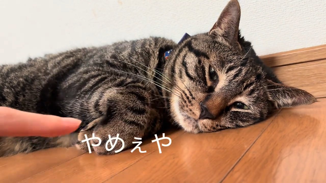 前足を引っ込める猫
