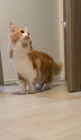 見上げる猫