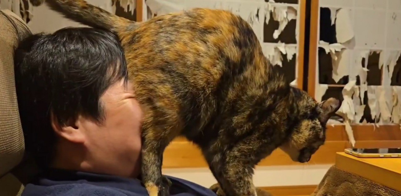 飼い主の顔におしりを押しつける猫