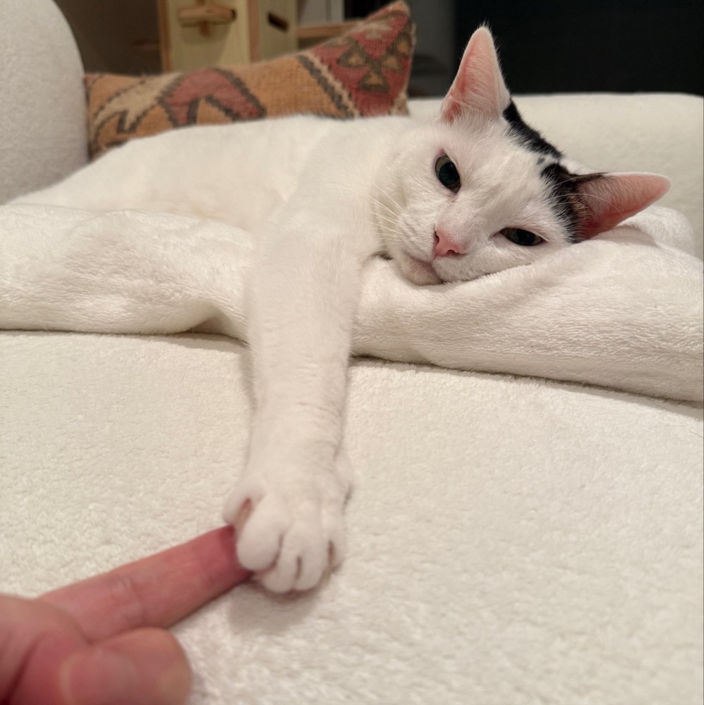 ぶち猫の肉球に指を添える飼い主