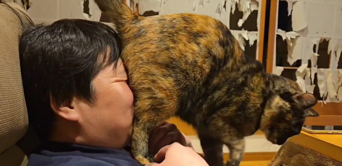 飼い主の顔におしりを押しつける猫