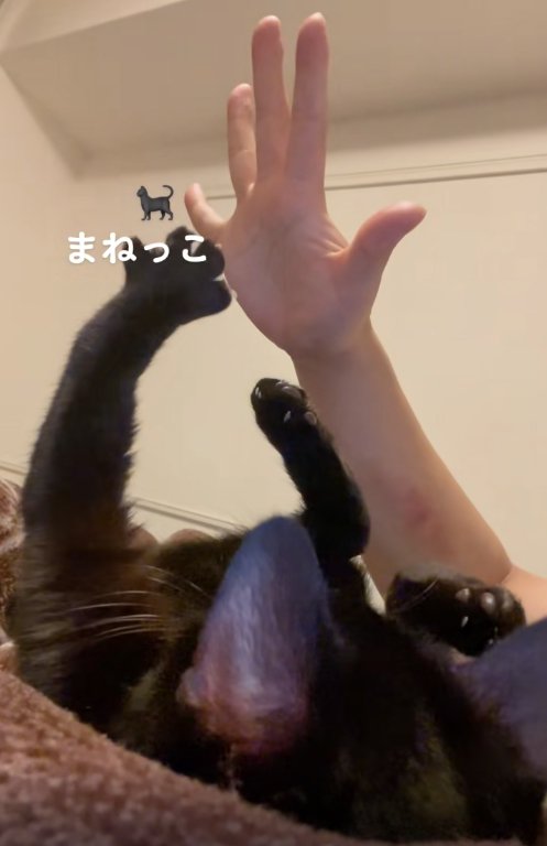 パーにした飼い主の手のすぐ近くで手をパーにしている猫