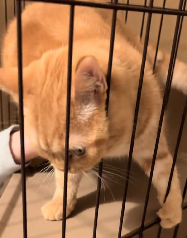 鋭い目つきの猫