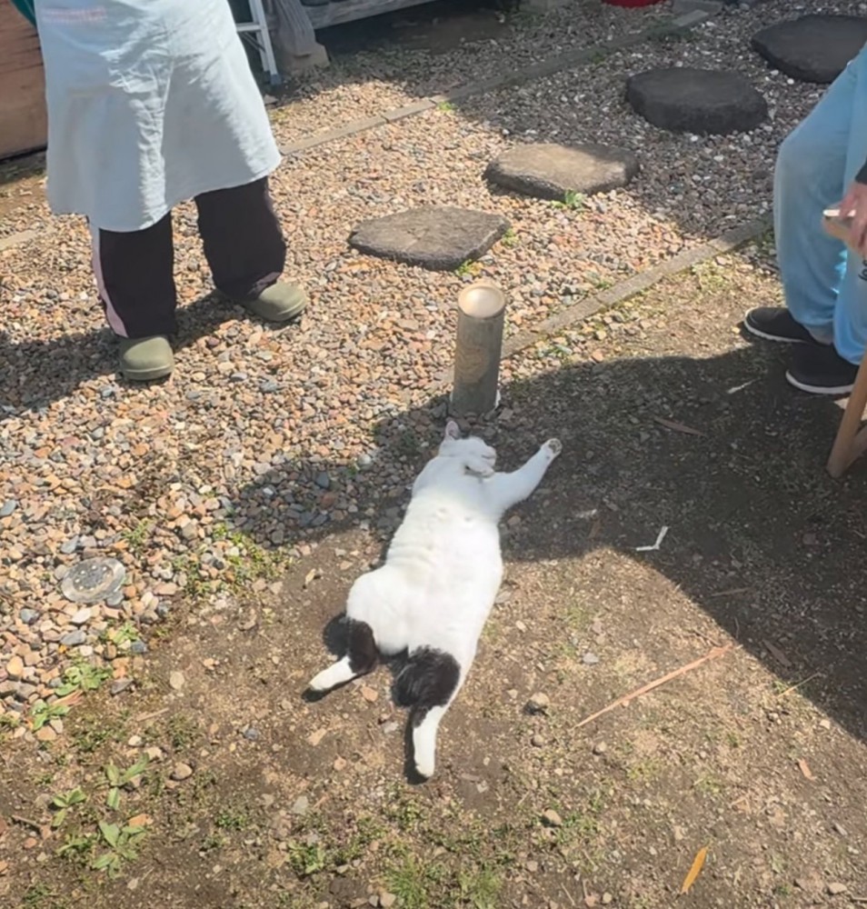 日向ぼっこする猫3
