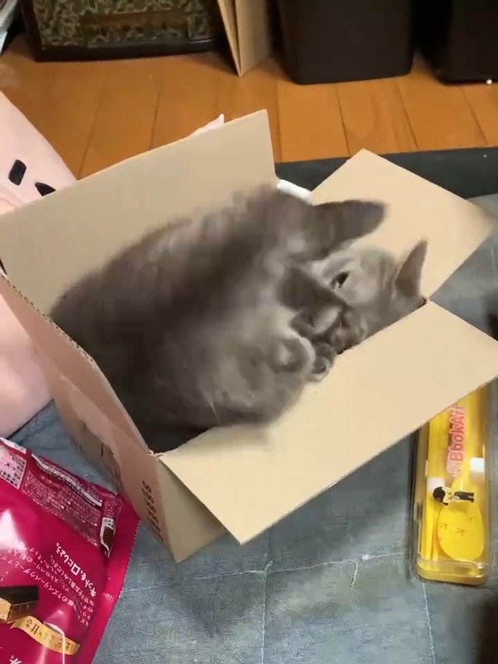 箱に仰向けで入る猫