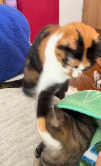 寝起きで猫パンチを浴びたキジトラ