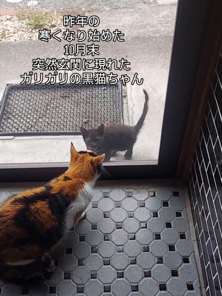外にいる子猫を見る成猫