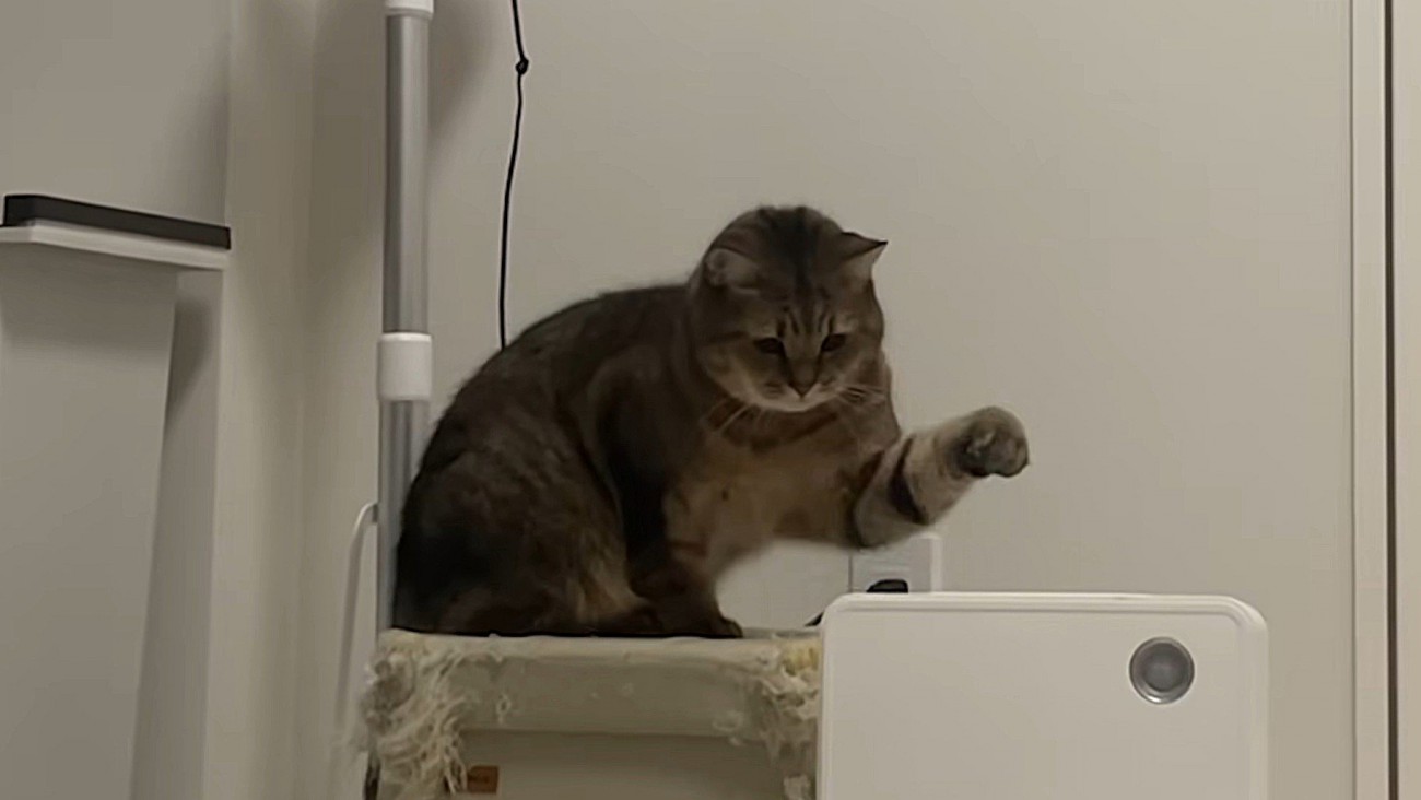 ヒーターを見つめ左手をあげる猫