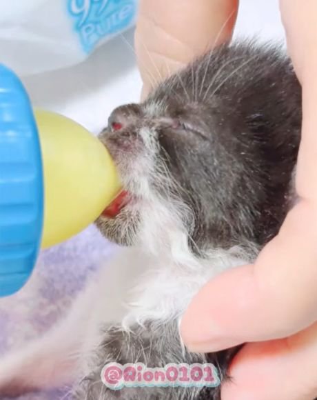 哺乳瓶からミルクを飲む子猫