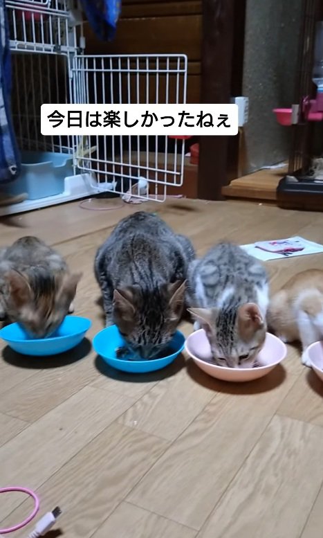 ご飯を食べる猫