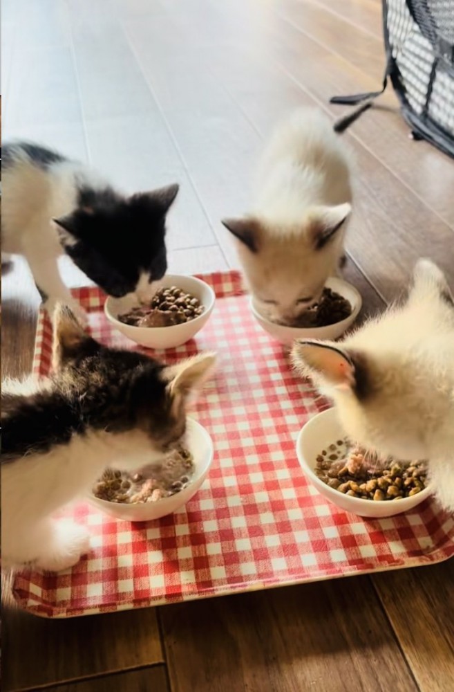 ご飯を食べる4匹の子猫