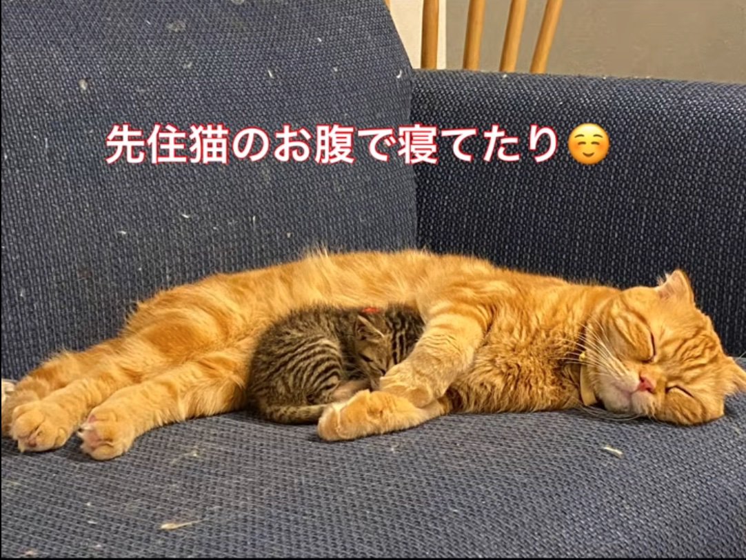 添い寝する猫と子猫