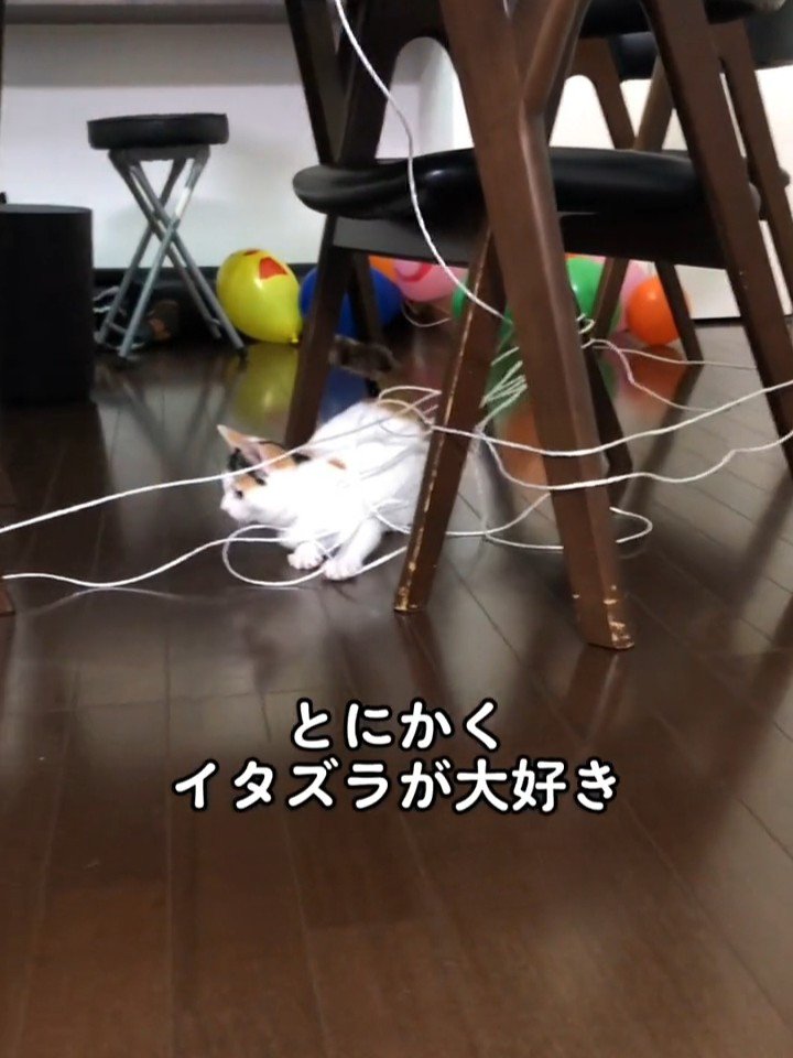 長い紐で遊ぶ猫