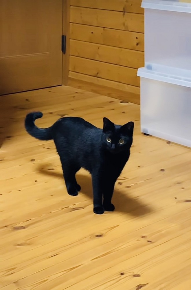 フローリングに立って尻尾を揺らす黒猫