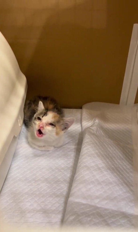 鳴いている子猫