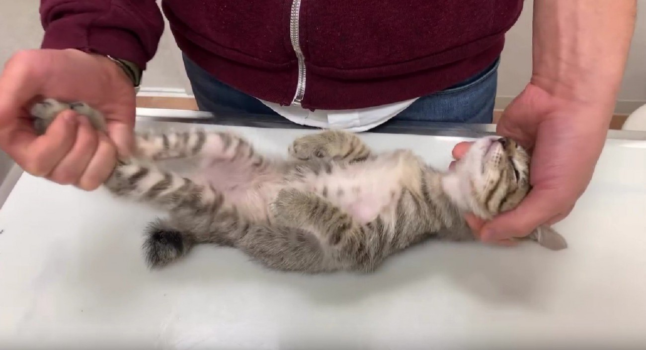 検査を受ける猫