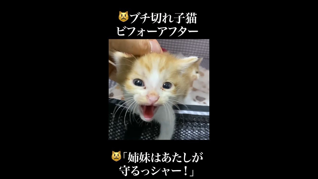 あたしが守るっシャー！