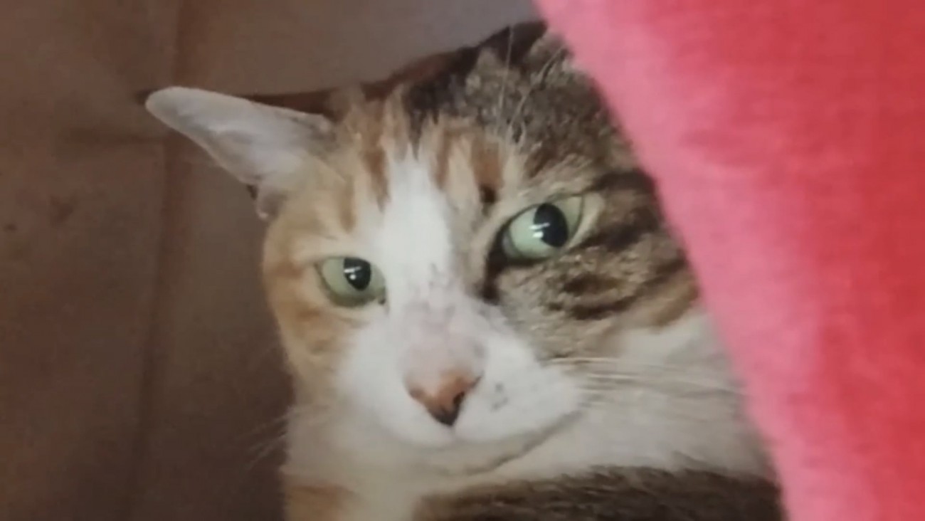 猫の顔アップの写真