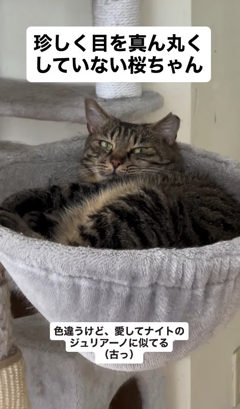 キャットタワーのハンモックで目を細めている猫