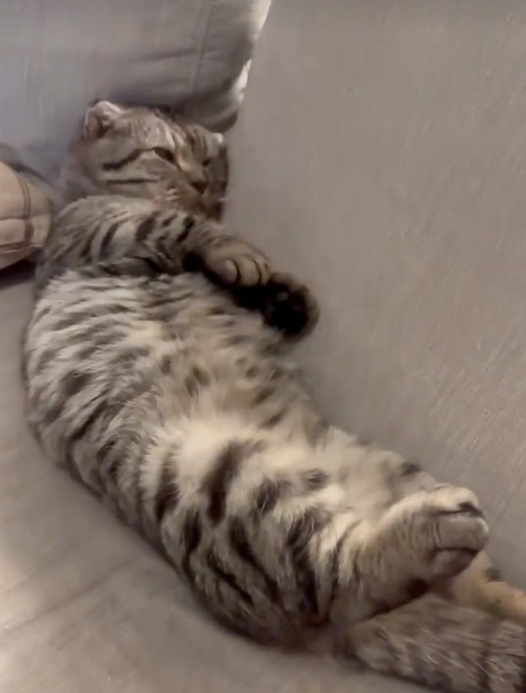ソファに横になる猫