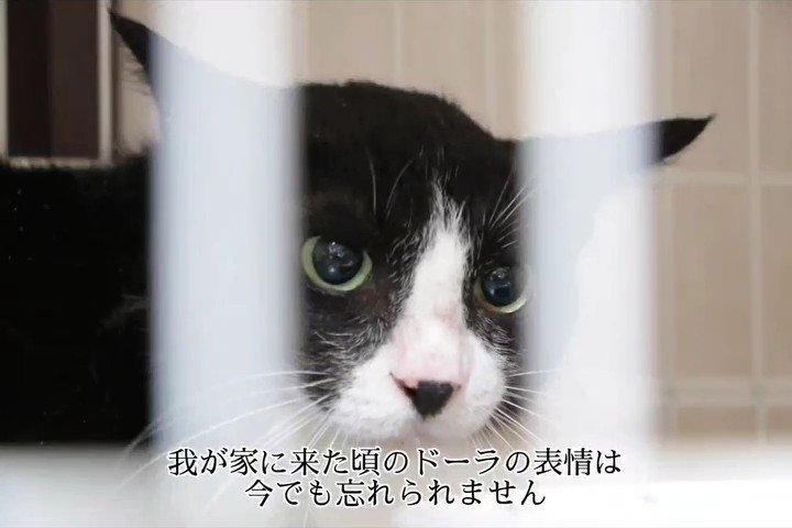 ケージの中にいる猫