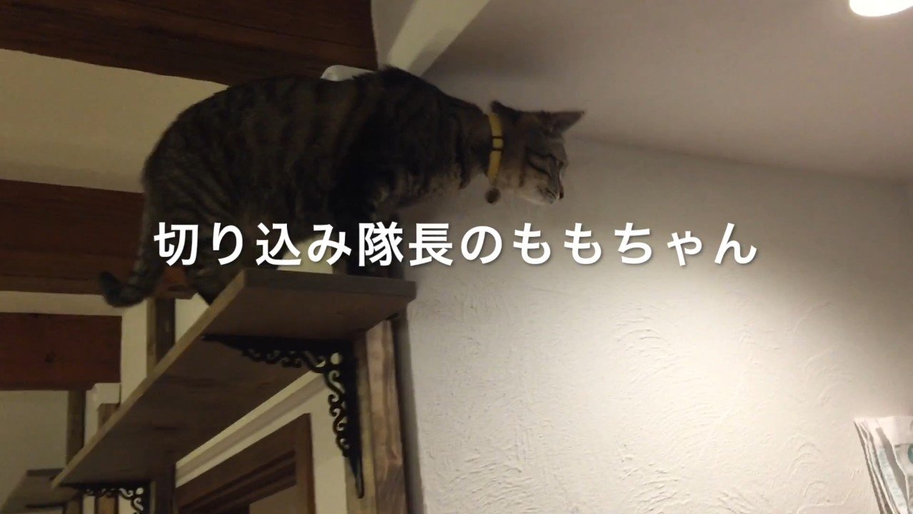 切り込み隊長のももちゃん