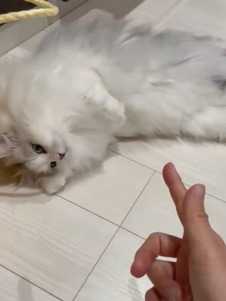 撃たれたふりをするサイベリアンの猫