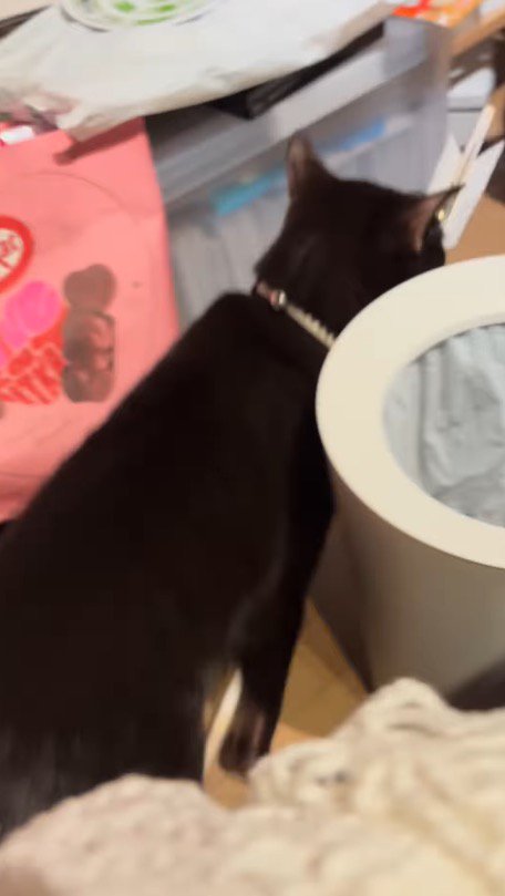 部屋を一周してキッチンへと消えてゆく猫