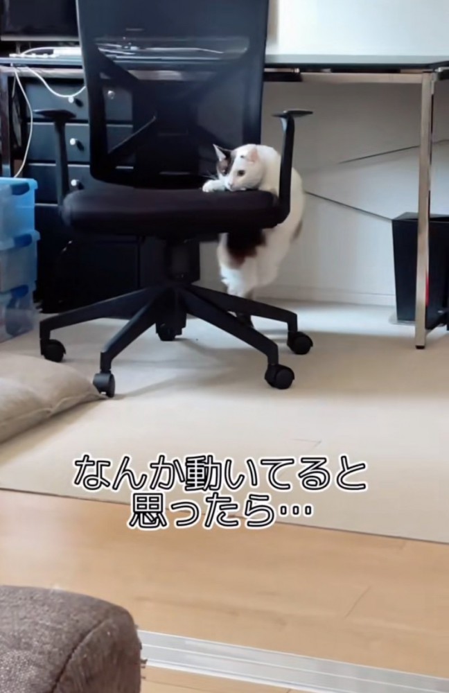 椅子を回す猫