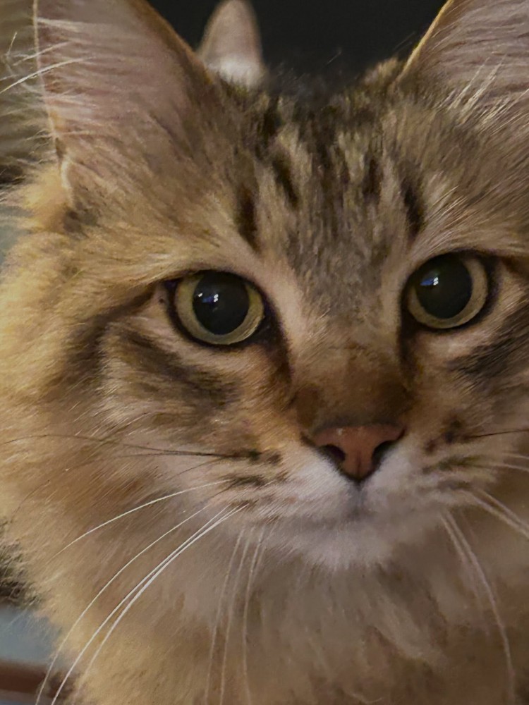 猫の顔