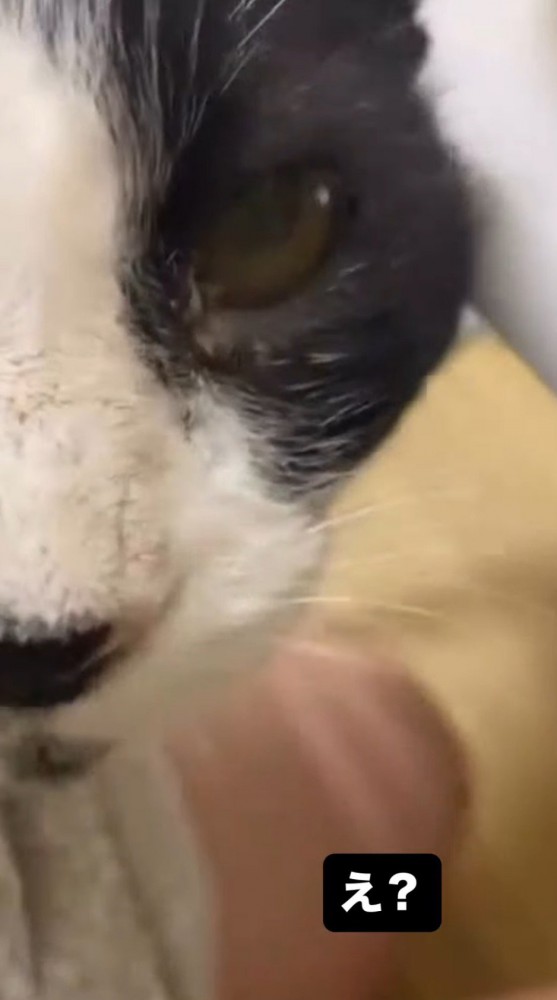 以前とは違う猫の様子を見て驚く投稿者
