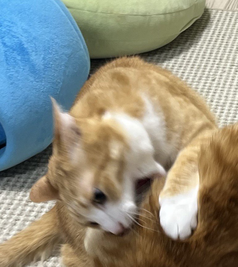 茶トラ猫の首に歯を当てる茶白猫