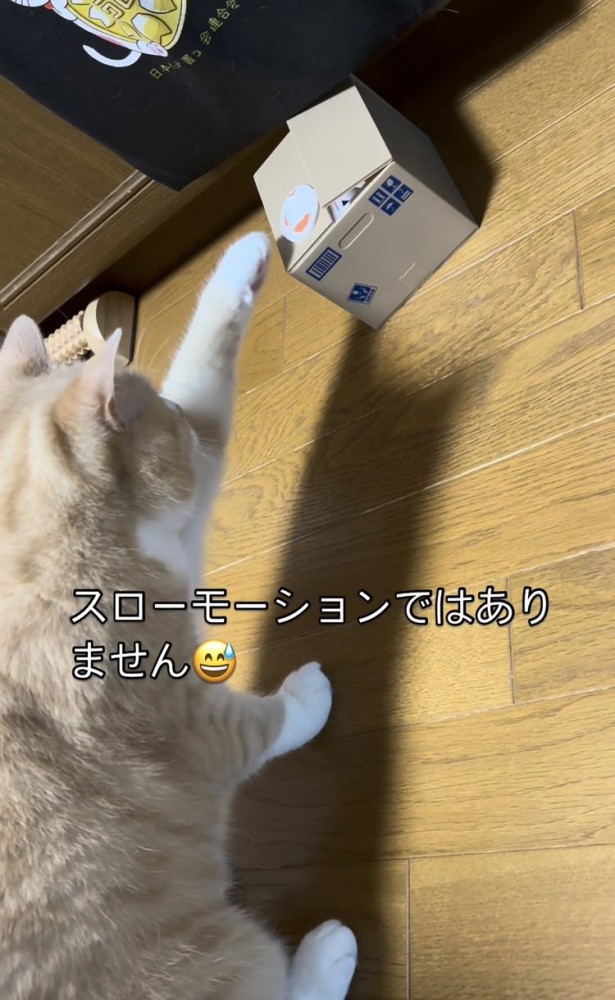 貯金箱に手を伸ばすスコティッシュフォールド