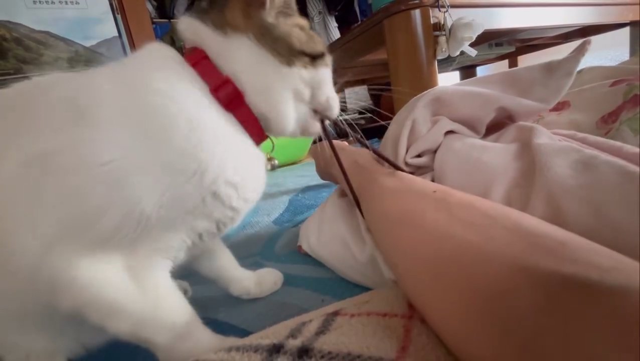 ヘアゴムを引っ張る猫