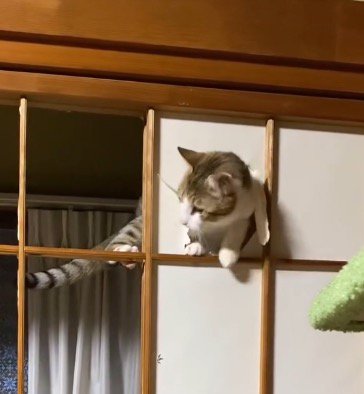広がった穴に体を入れる猫