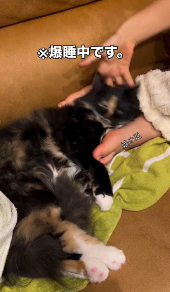 手を離されて頭が落ちる猫