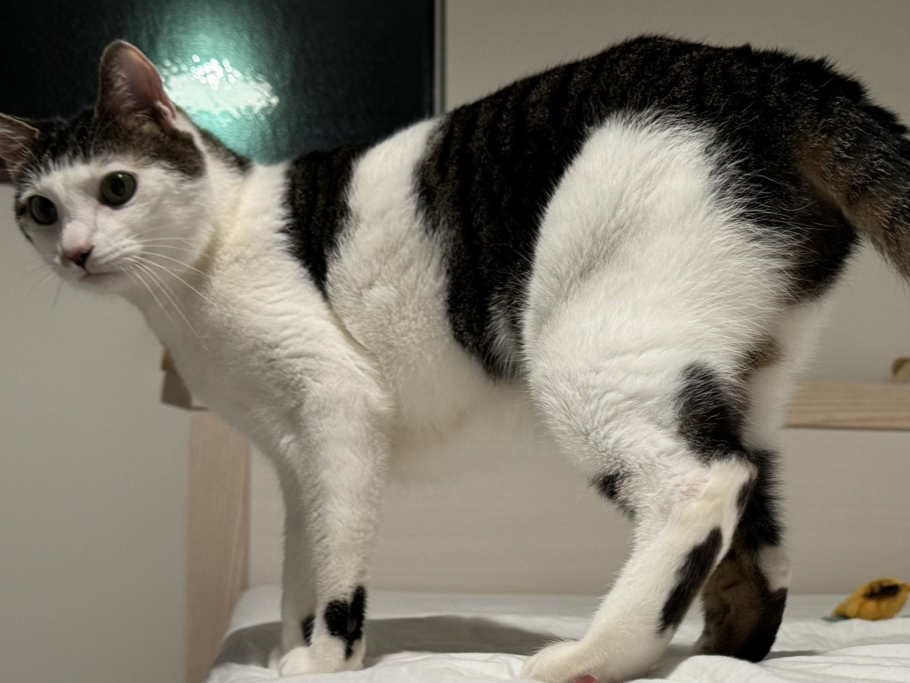 凛々しい表情でベッドの上に立つ猫