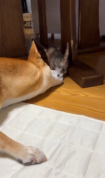 子猫をお世話する犬